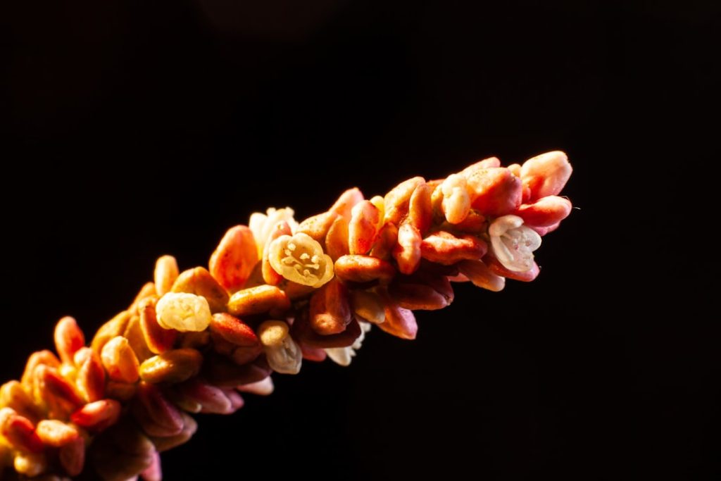 a-close-up-of-a-sea-creature-vftn0-gfgh0